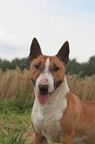 BULL TERRIER MINIATURE 039